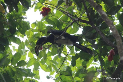 鳥の1種。現地語でパラパラと呼ばれている。
