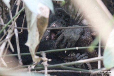 Velu eat pangolin