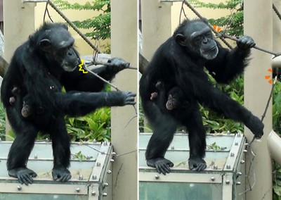 写真４. コイコが枝を折りました
