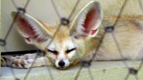 フェネック　午後の休眠