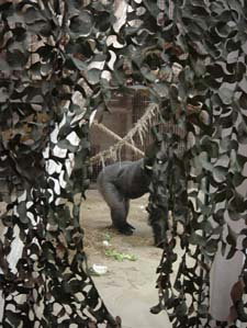 展示動物を覗きこむ 展示動物を覗きこむ