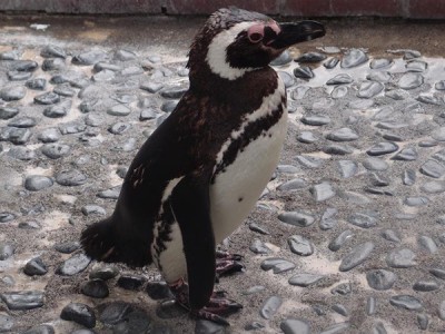 マゼランペンギン