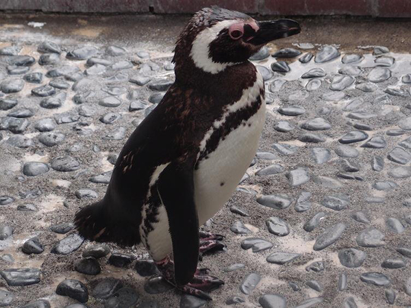 マゼランペンギン