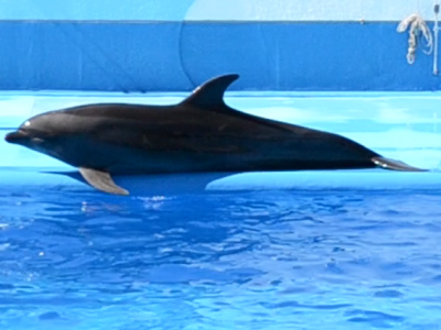 bottlenose dolphin