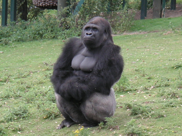 gorilla