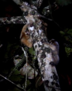 Slow lorises