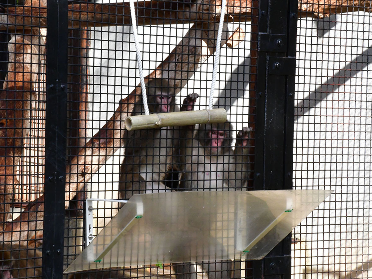キリンが笑う動物園―環境エンリッチメント入門 (岩波科学ライブラリー) Amazon.co.jp: キリンが笑う動物園: 環境エンリッチメント入門